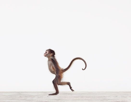 Wat is een monkey mind?