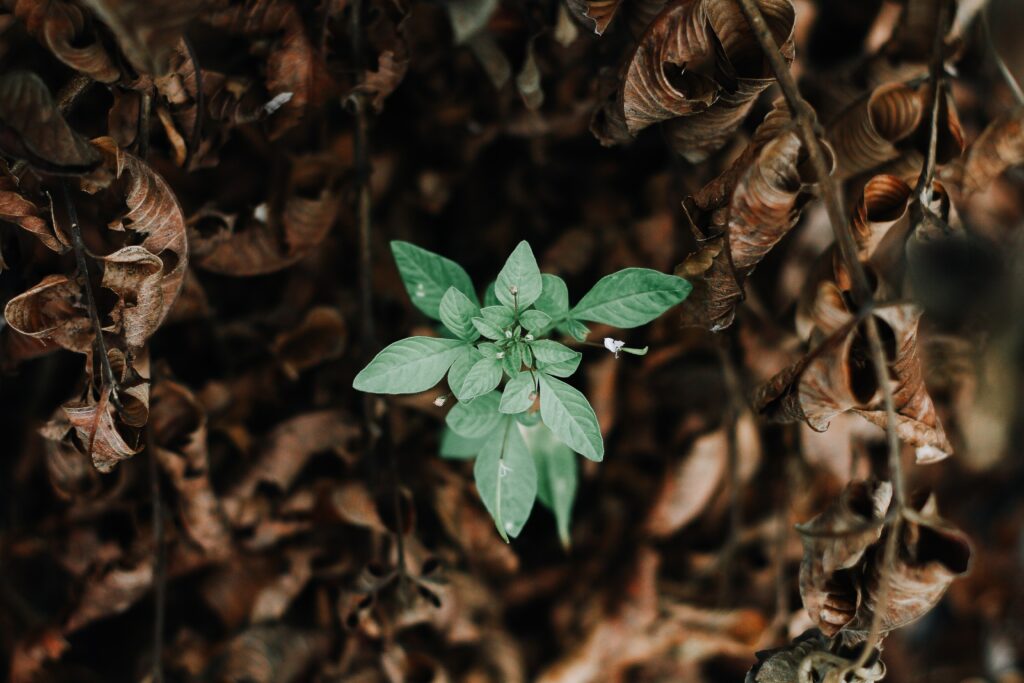 Fixed vs. growth mindset