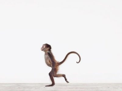 Wat is een monkey mind?