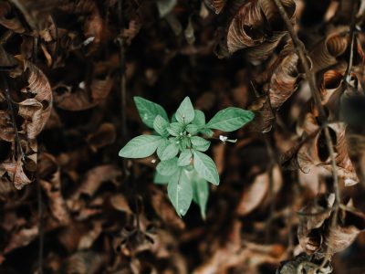 Fixed vs. growth mindset
